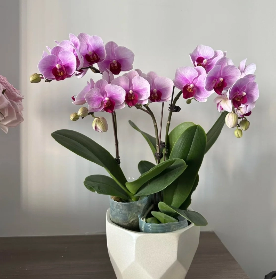 迷你蝴蝶蘭 迷你蝴蝶蘭