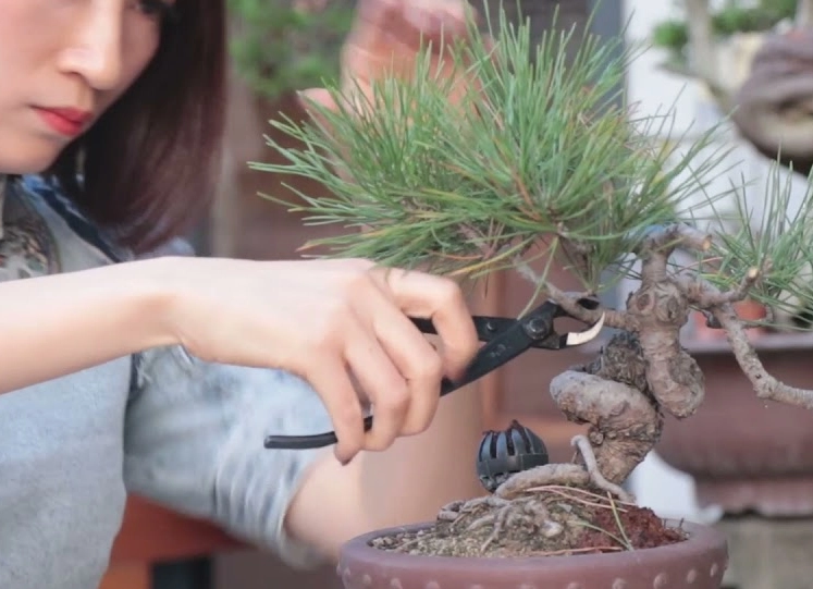 盆栽修剪技巧