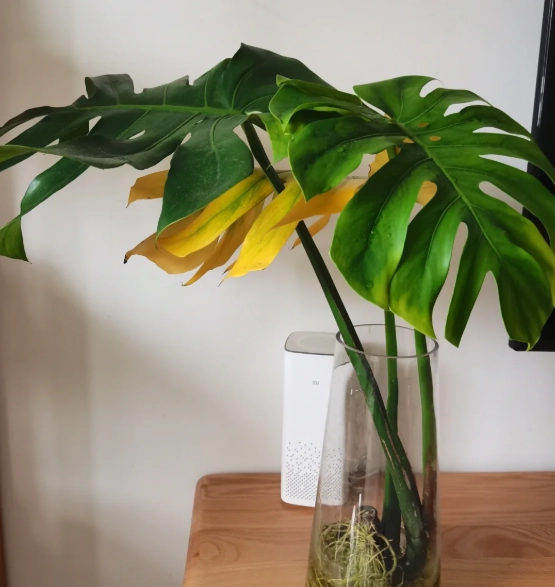 龜背竹水培問題