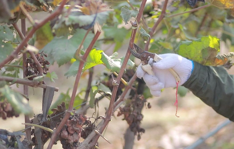 葡萄修剪季節