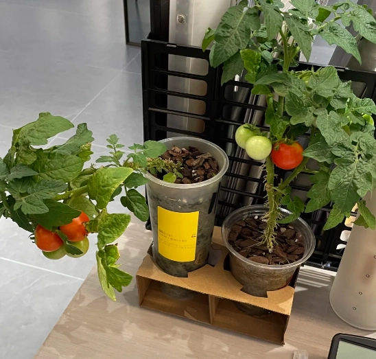 陽台種蕃茄 陽台種蕃茄