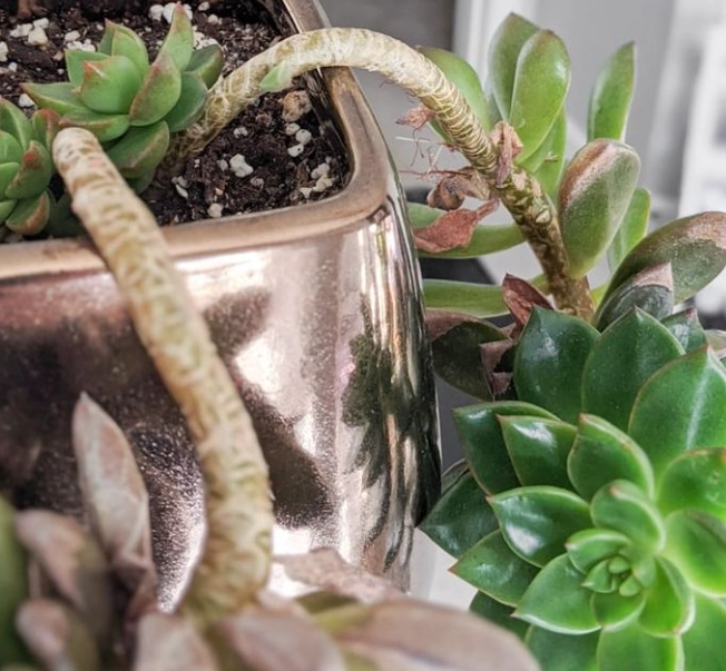 多肉植物倒伏處理