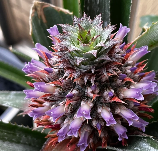 菠蘿花照顧技巧