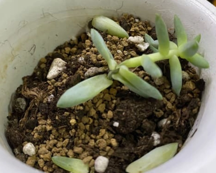 多肉植物倒伏處理