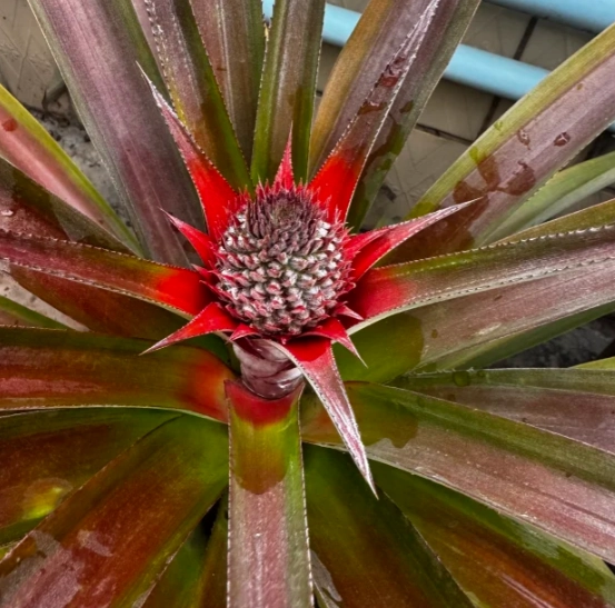 菠蘿花開花促進