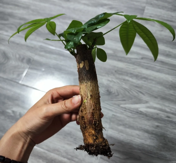 發財樹根部腐爛