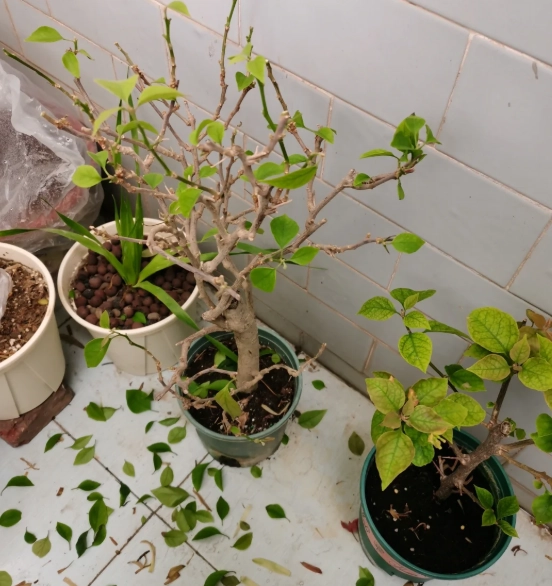 掉葉子處理方法