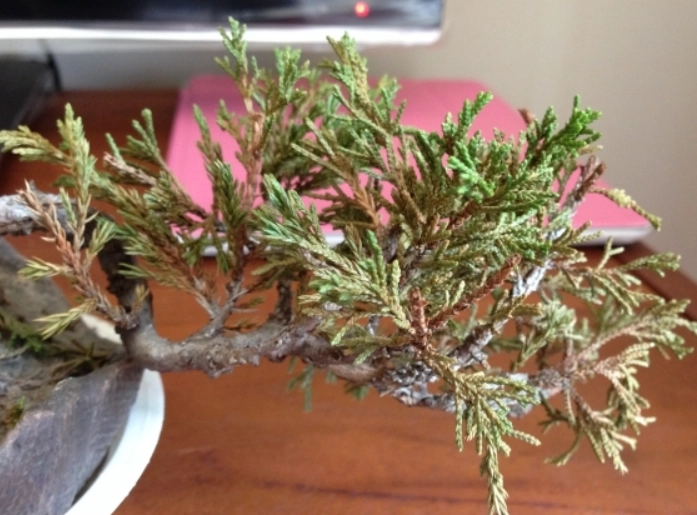 柏樹葉子變黃原因