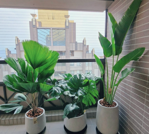 庭院植物選擇指南