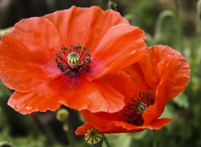 紅色花植物推薦 紅色花植物推薦