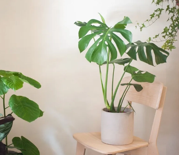 室內耐陰植物推薦 室內耐陰植物推薦