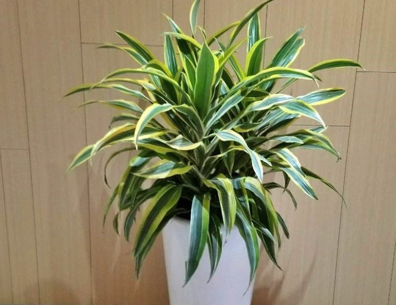 低光照植物照顧 低光照植物照顧