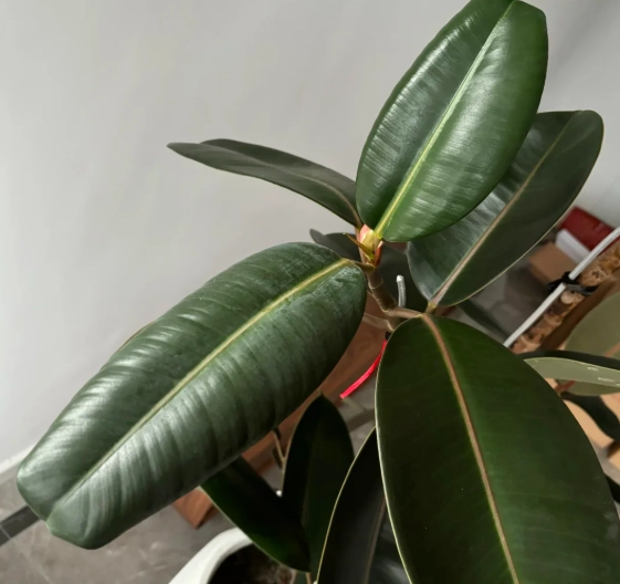 植物葉子捲曲原因