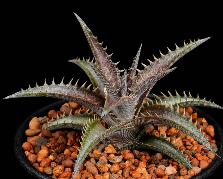 沙漠鳳梨照顧方法 沙漠鳳梨照顧方法