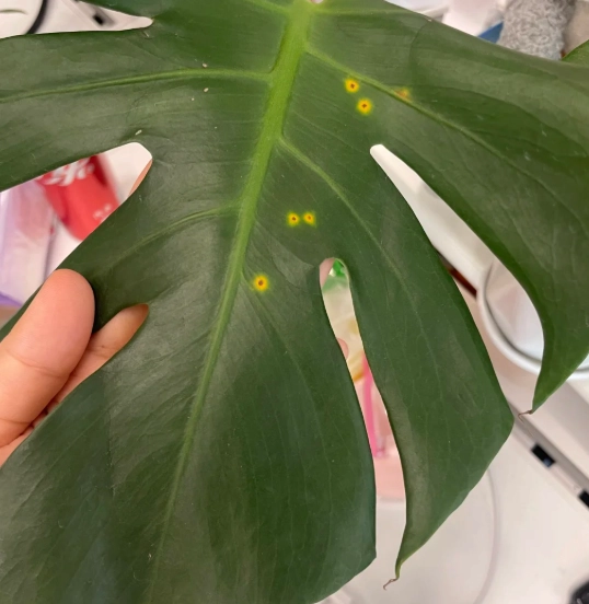 室內植物斑點處理