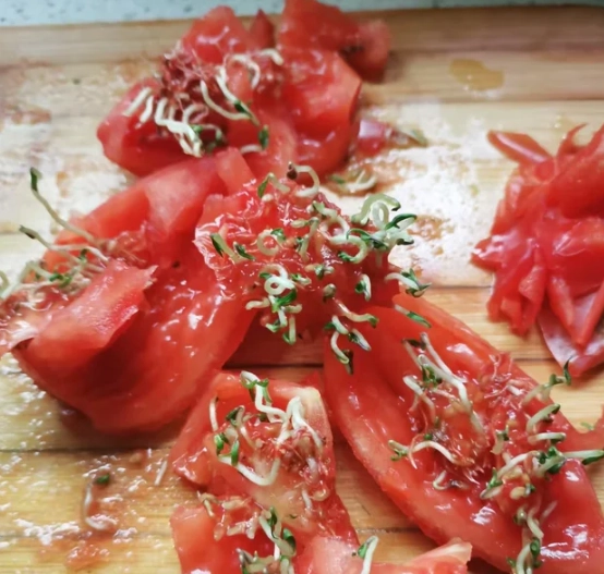 番茄發芽處理方法