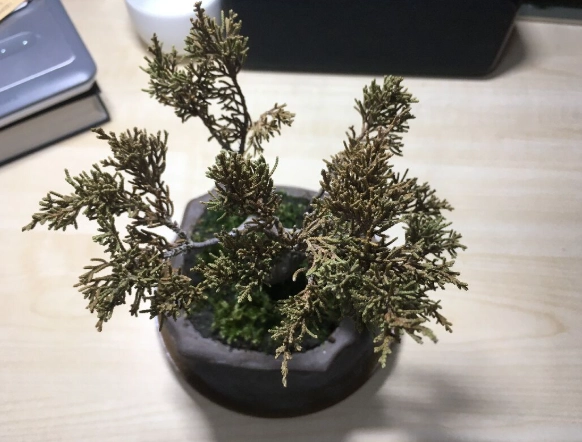 系魚川真柏養護