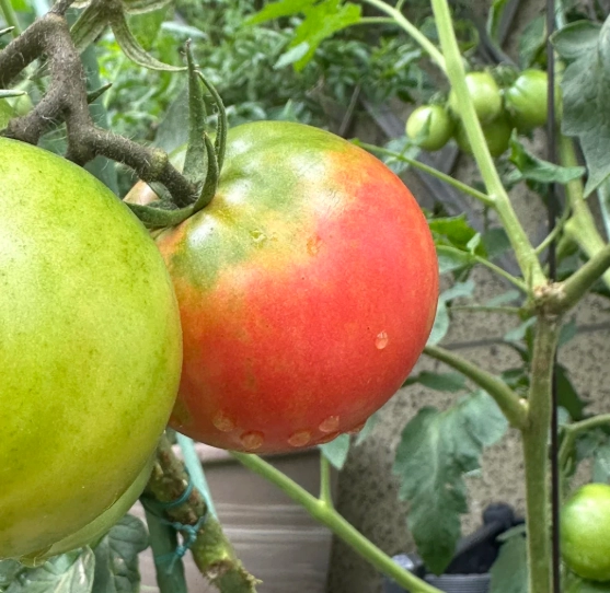 番茄結果問題 番茄結果問題