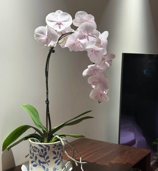 蝴蝶蘭品種介紹