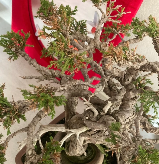 真柏病虫害處理