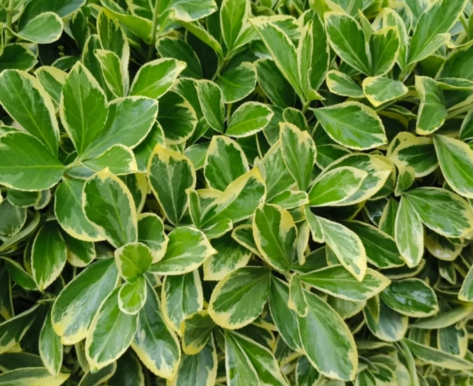 陰影庭院設計 陰影庭院設計