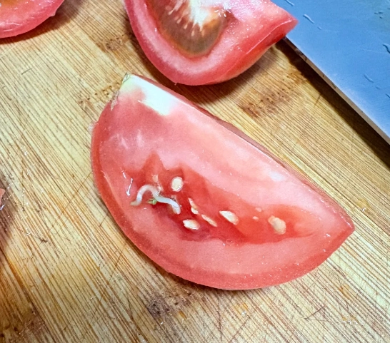 番茄發芽食用安全