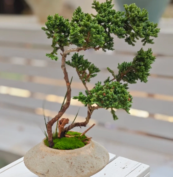 珍珠柏照顧方法