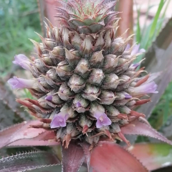 菠蘿花照顧技巧