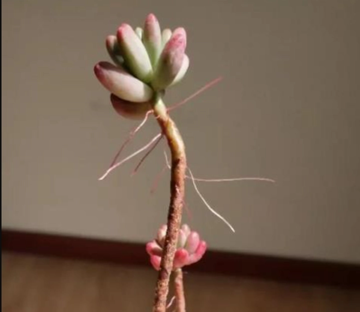 多肉發根技巧