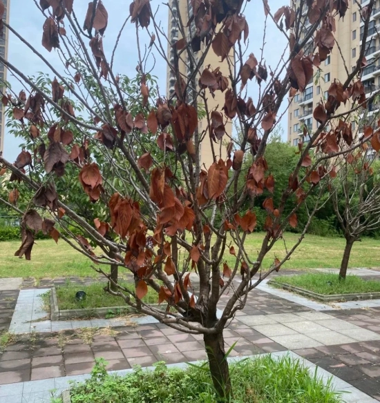 樹木枯萎解決方法