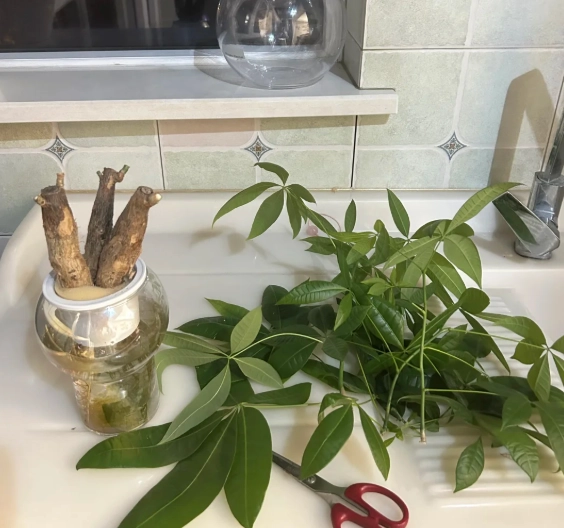 發財樹修剪時間