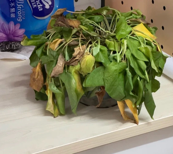 植物枯萎解決方法