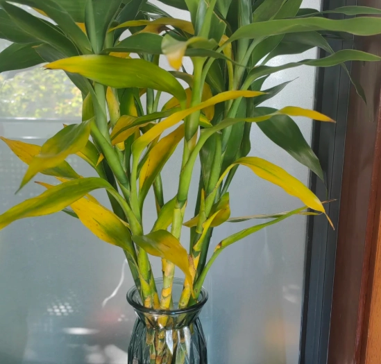 富貴竹變黃