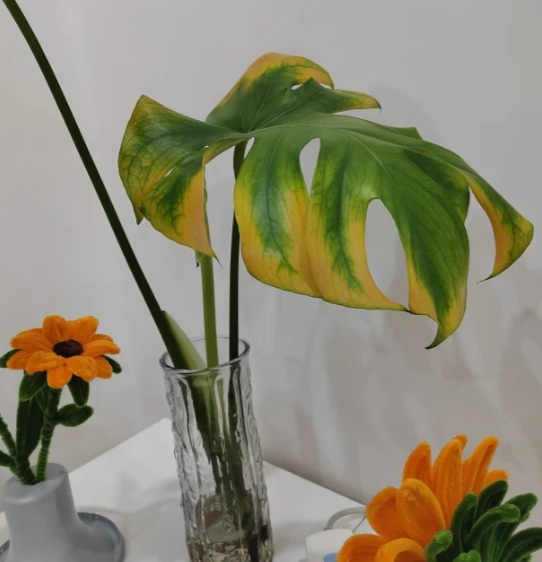 水培龜背葉變黃