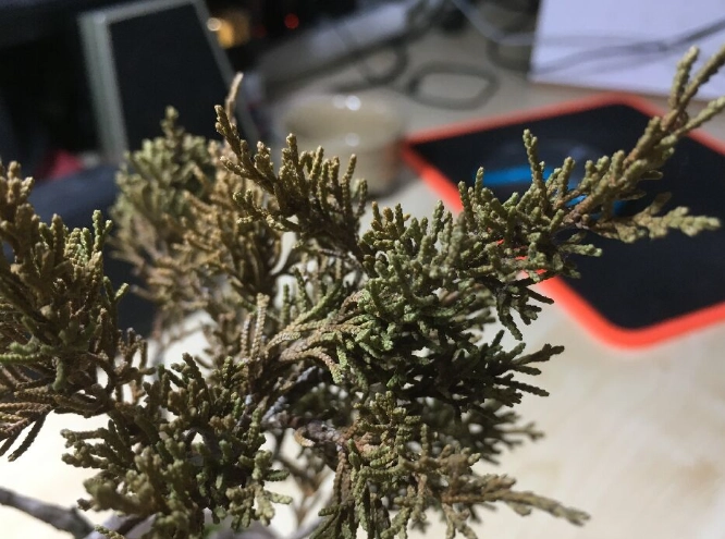 柏樹葉子變黃處理