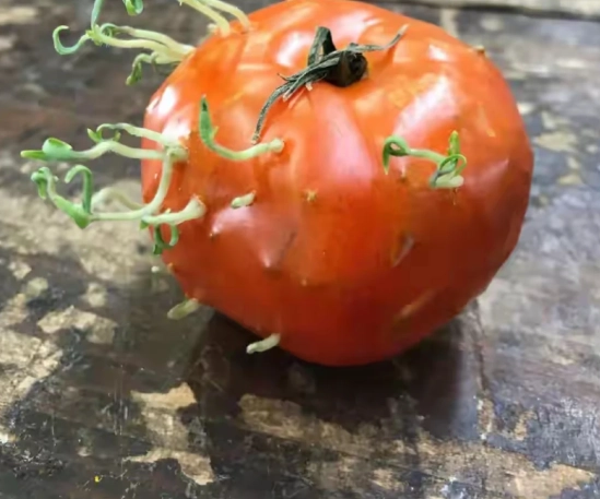 番茄發芽處理方法