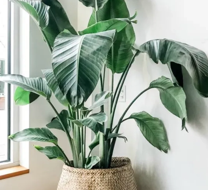 適合室內的大型植物