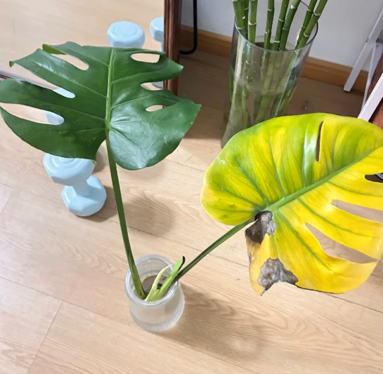 水培龜背葉變黃