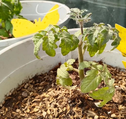 番茄施肥時間 番茄施肥時間