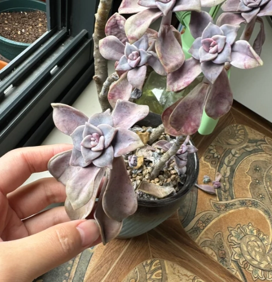 多肉植物養護技巧