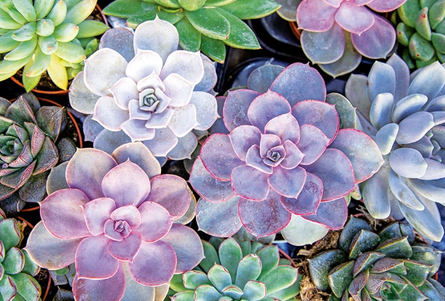 多肉植物常見問題