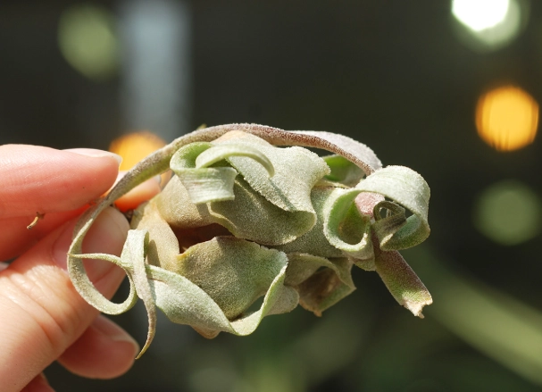 電捲燙空氣鳳梨照顧 電捲燙空氣鳳梨照顧