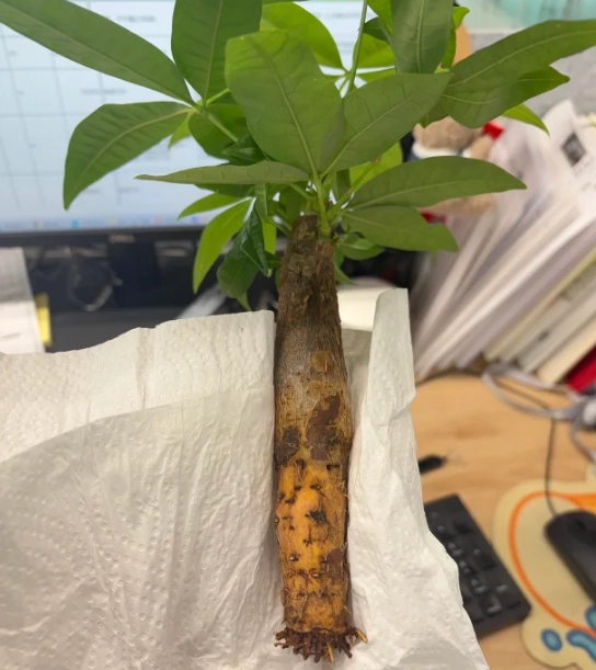 發財樹澆水過多