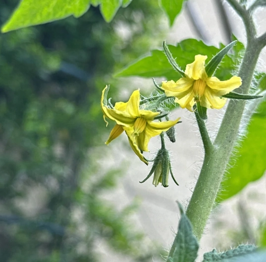 番茄授粉技巧 番茄授粉技巧