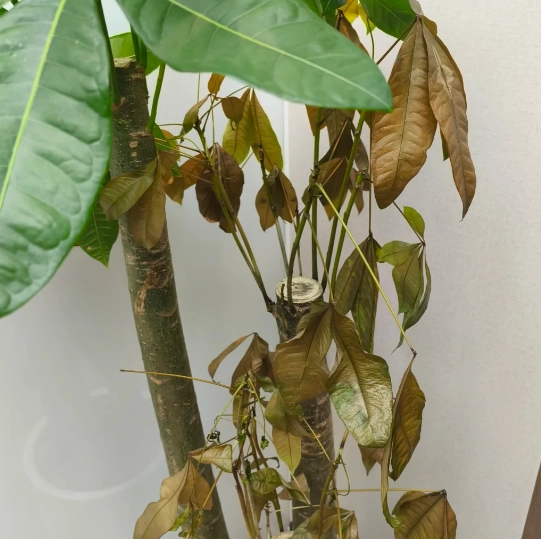 盆栽枯萎原因