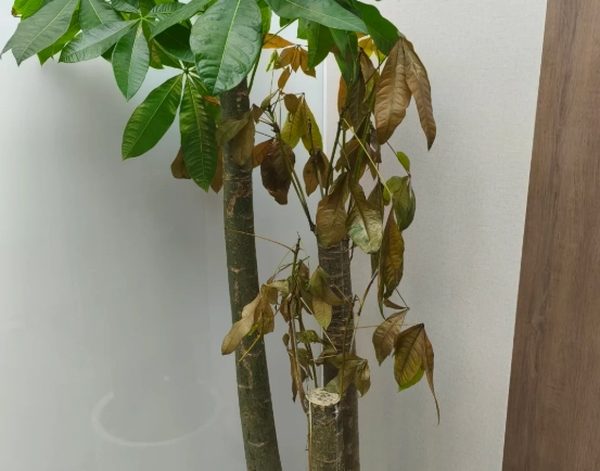 植物照顧常見問題