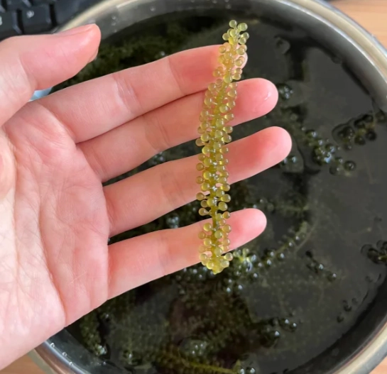 海葡萄 食用方法