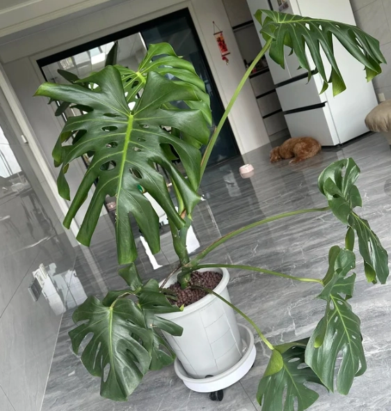 葉子邊緣捲曲原因