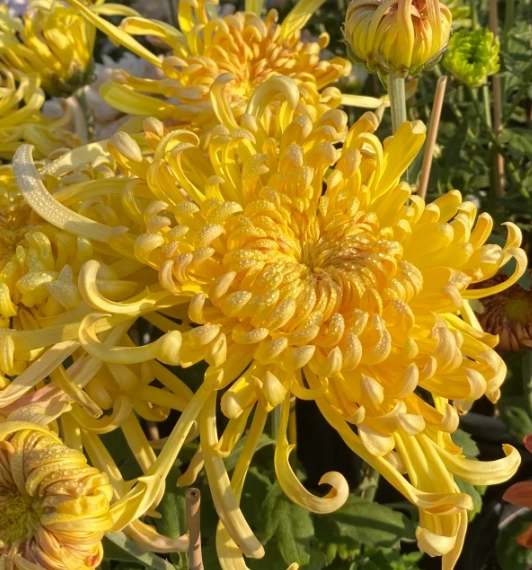 菊花人生態度 菊花人生態度