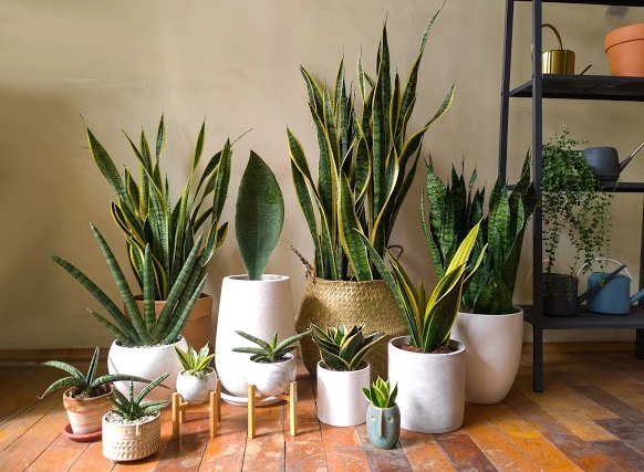 室內耐陰植物推薦 室內耐陰植物推薦